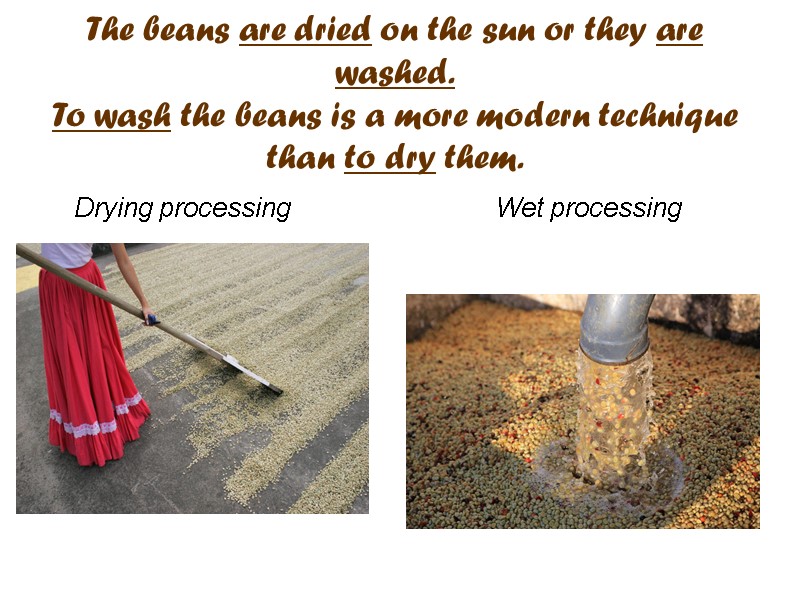 The beans are dried on the sun or they are washed. To wash the